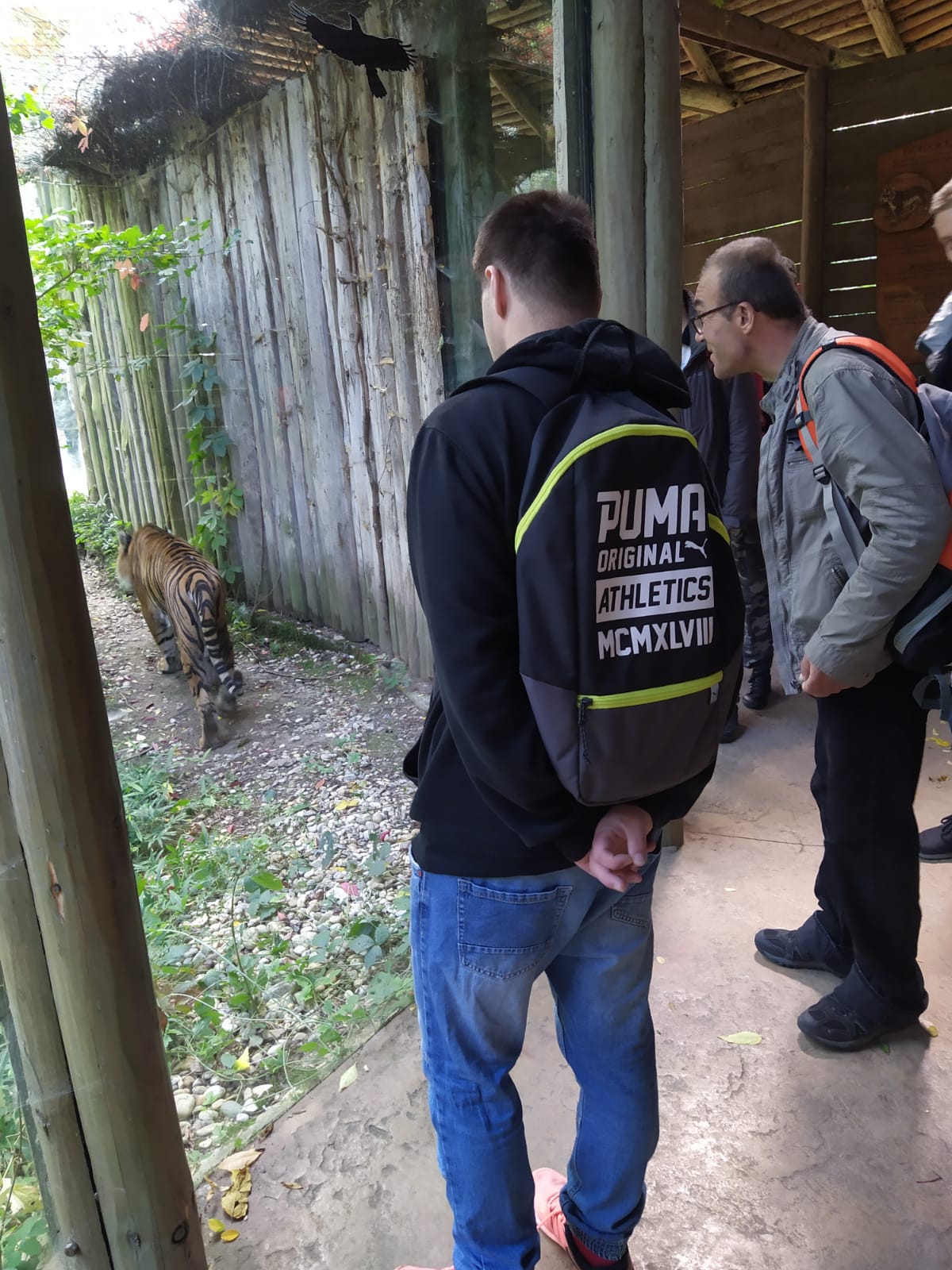Tak tygr nebo puma?