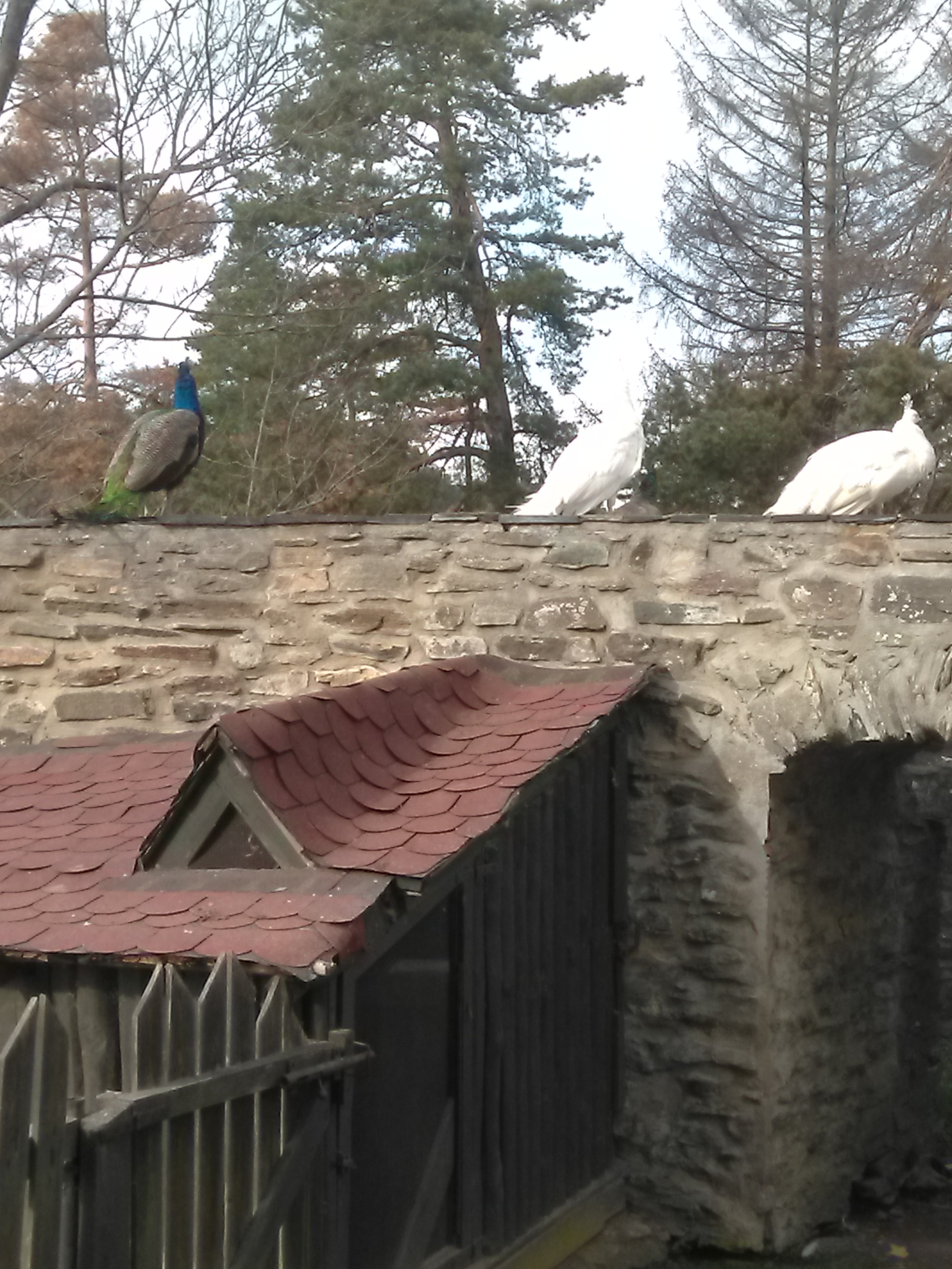 Pávi k historickému hradu dozajista patří