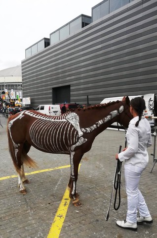 Můžeme poznávat anatomii koně