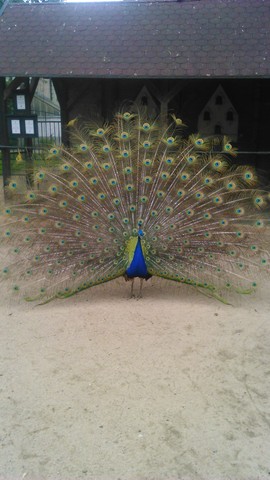 Minizoo