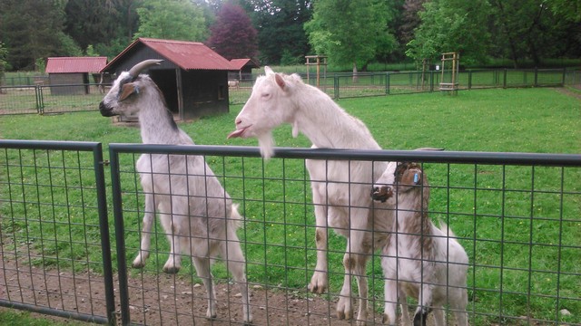 Minizoo
