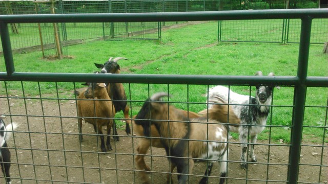 Minizoo