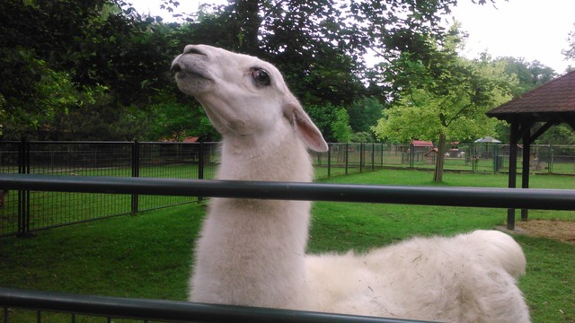 Minizoo