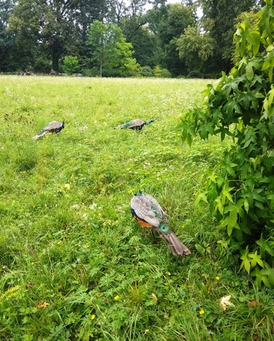 Krásní pávi v parku