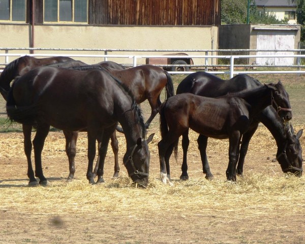 Chovají zde Starokladrubské vraníky