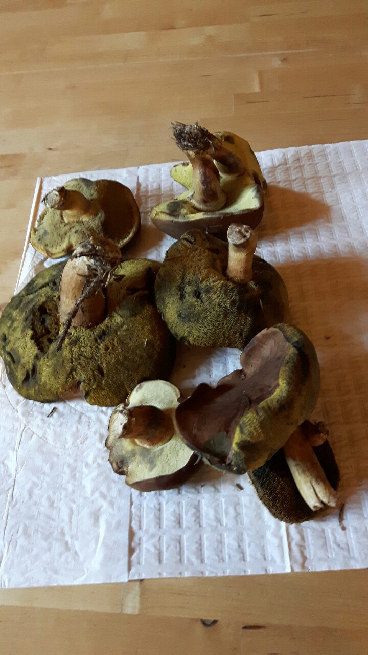 A dokonce i na houbách jsme byli